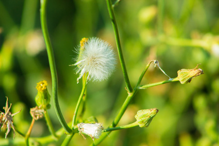 Beautiful Spring Flowers Blooming under the Sun, Different Types of Flowers in a Green Garden