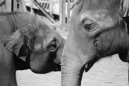 Elephant mother comforting her calf, Chester Zoo, Cheshire, Ukの写真素材