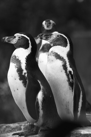 Penguins at Chester Zoo, Cheshire, UKの写真素材