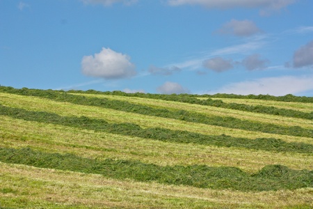Harvesting the hay, Grassington, Wharfedale, Yorkshire, UKeの写真素材
