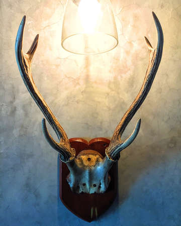 Lighting Hornの素材