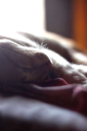 catの写真素材
