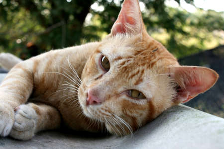 cat