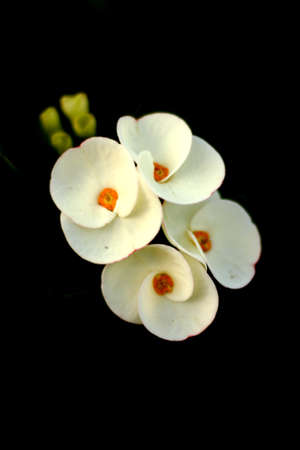 Flowerの写真素材