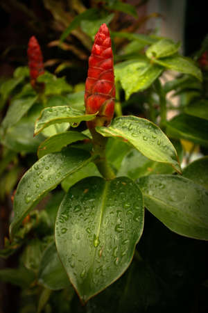 Flowerの写真素材