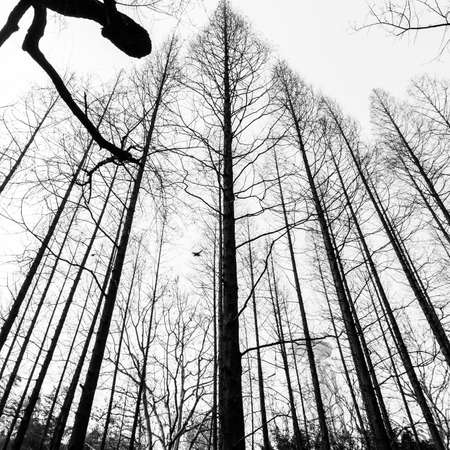 Tree without Leaves