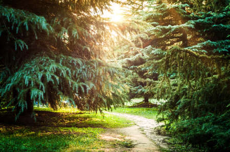 sunset in the woods