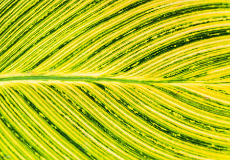 leaf textureの写真素材