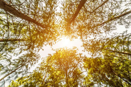 forest trees. nature green wood sunlight backgrounds.の写真素材