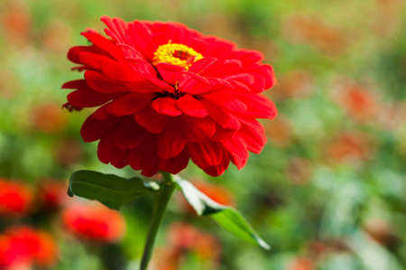 red chrysanthemumsの写真素材