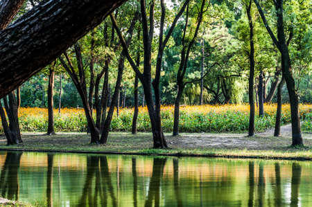Nature Landscape with the Lake in the Summer Forestの写真素材