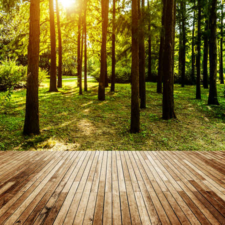 wood textured backgrounds in a room interior on the forest backgroundsの写真素材