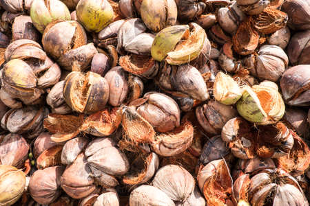 a pile of coconut coir beside the plantationの写真素材