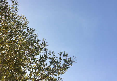 tree on bule sky in thailandの写真素材