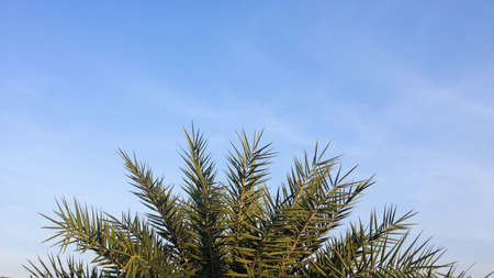 tree on bule sky in thailandの写真素材