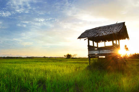 sunset on riceの写真素材