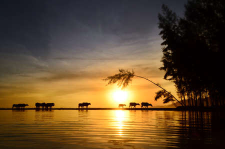 buffalo enjoying a beautiful sunsetの写真素材