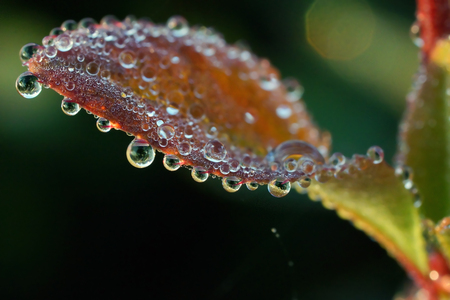 Dew on leaves of barberryの写真素材