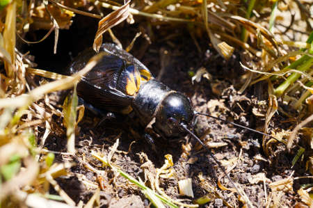 A male of a field cricket (Gryllus campestris) is sitting near its burrow.の写真素材