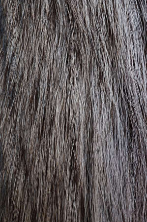 Racoon fur textureの写真素材