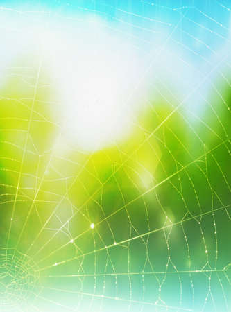 A background with a spiders webの写真素材