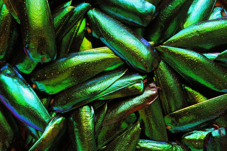 Metallic wings textureの写真素材