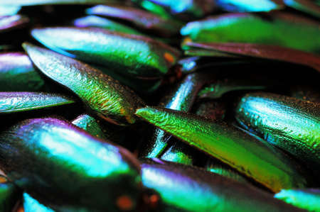 Metallic wings textureの写真素材