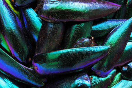 Metallic wings textureの写真素材