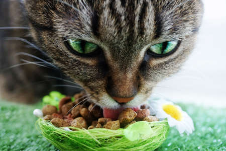 cat eating