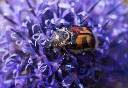 Trichius fasciatusの写真素材