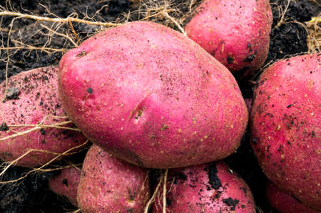 Potato harvest on the groundの写真素材