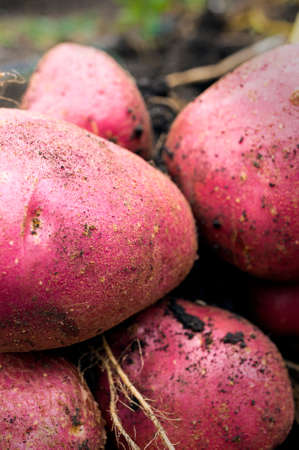 Potato harvest on the groundの写真素材