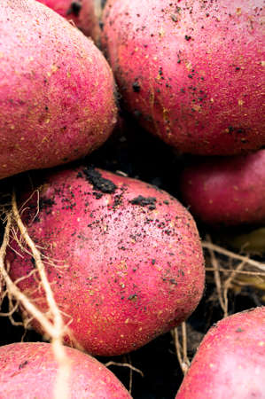 A harvest of some fresh organic potatoesの写真素材