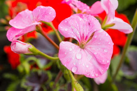 floral backgroundの写真素材
