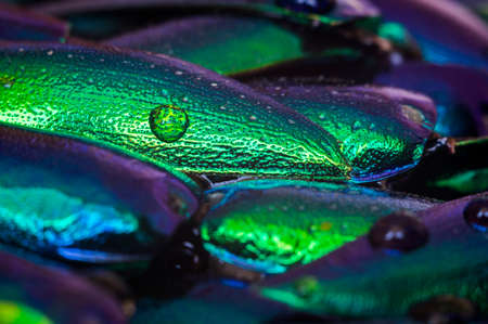 Metallic wings backgroundの写真素材