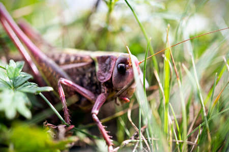 Grasshopper in the leavesの写真素材