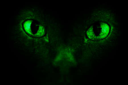Demonic eyesの写真素材