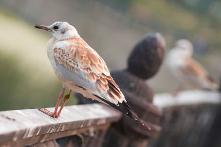 Beautiful light brown juvenile gull is sitting on a fence.の写真素材