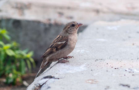 Brown sparrow (Passer domesticus)の写真素材