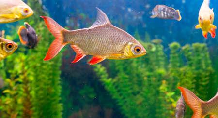 A photo of a common roach with a lot fishes in aquarium.