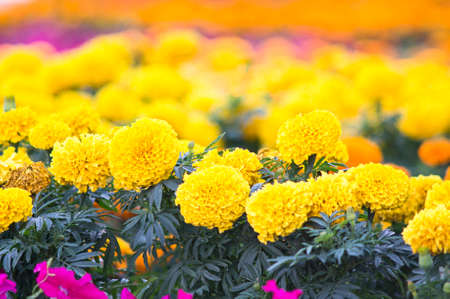 Beautiful marigold flowersの写真素材