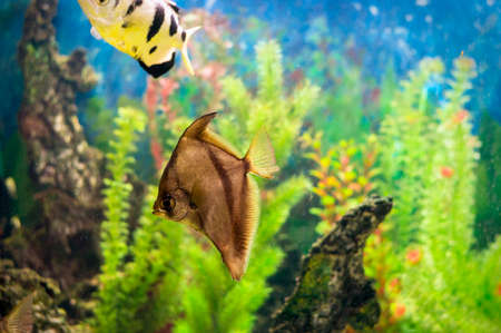 A photo of an african moony in an aquarium.の写真素材