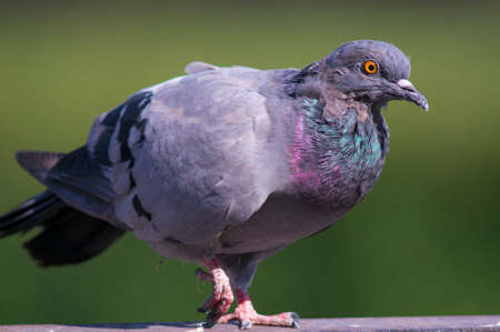 A portrait of a pigeon with beautiful hackle feathers.の写真素材