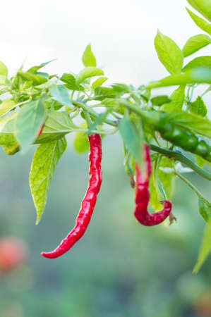 Close-up of chili plants with chili peppers in the garden, selective focus.の写真素材
