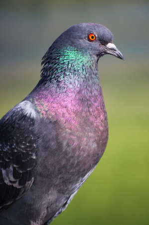 A portrait of a pigeon with beautiful hackle feathers.