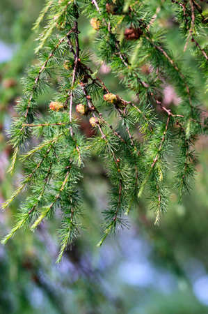 A photo with green fir branches with cones, selective focus.の写真素材