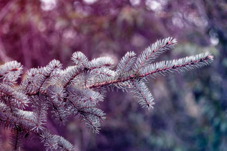 A toned photo with fir branches background, selective focus.の写真素材