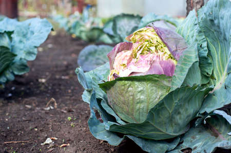 A photo of a cabbage plant on a field in a garden