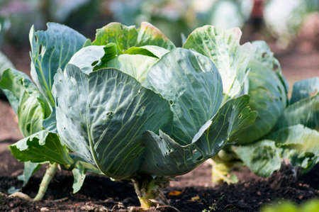 A photo of a cabbage plant on a field in a gardenの写真素材