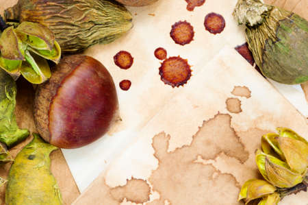 A background with a fresh raw chestnut and dried plants and a place for your text.の写真素材